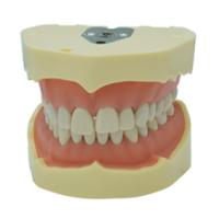 Jingle JG-Y2-28 — Фантомная челюсть (28 зубов)
