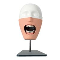 Jingle JG-C10 — Стоматологический фантом пациента